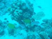DSCF0750