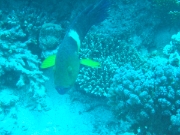 DSCF0752