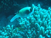 DSCF0756