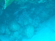 DSCF0763