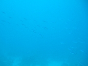 DSCF0771