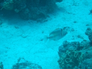 DSCF0776