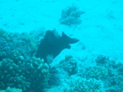 DSCF0780