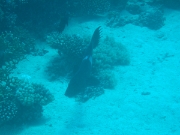 DSCF0782