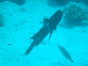 DSCF0783