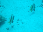 DSCF0786