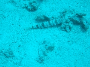 DSCF0787
