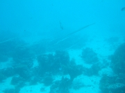 DSCF0794