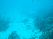DSCF0796