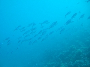 DSCF0797