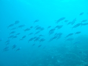 DSCF0798