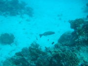 DSCF0799