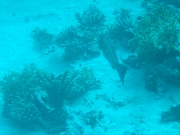DSCF0800