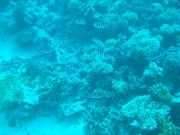 DSCF0801
