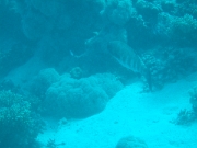 DSCF0802