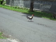 DSCF1330