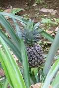 P1080760