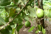P1080783