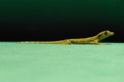 P1100432
