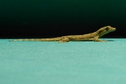 P1100442