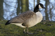 kg27