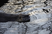 _DSC8615a