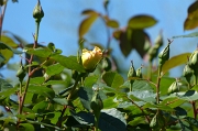 P1070592