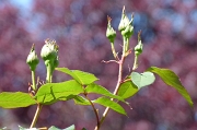 P1070594