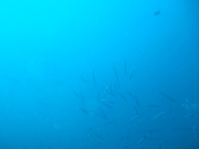 DSCF9665