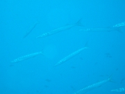 DSCF9666