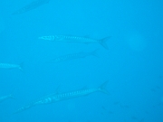 DSCF9667