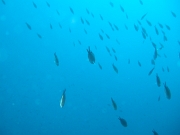 DSCF9673