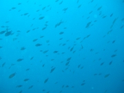 DSCF9677