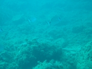 DSCF9706