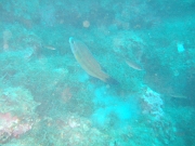 DSCF9723