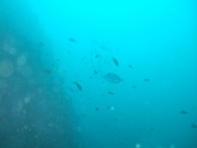 DSCF9729