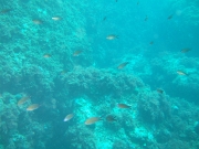 DSCF9736