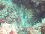 DSCF9737