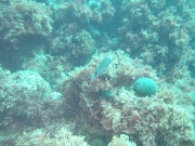 DSCF9740
