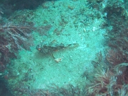 DSCF9741
