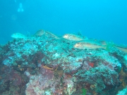 DSCF9777