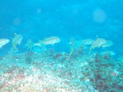 DSCF9778