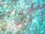 DSCF9785