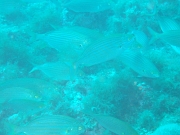 DSCF9787
