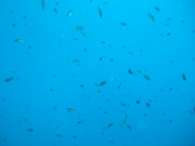 DSCF9789