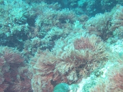 DSCF9792
