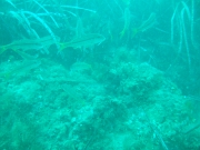 DSCF9822