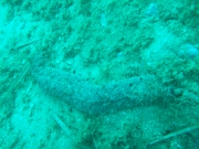 DSCF9823