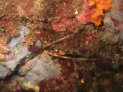 DSCF9826