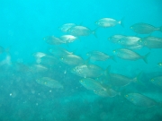 DSCF9827